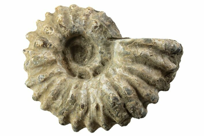 Bumpy Ammonite (Douvilleiceras) Fossil - Madagascar #343792